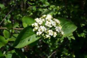 photo Randonnée : quel est donc cet arbre ?