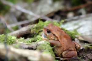 photo Fréquence grenouille