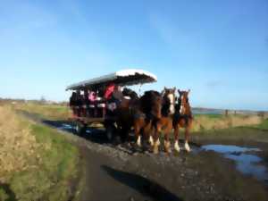 photo Balade en attelage 