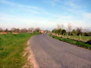 photo Sortie vélo « les Marais de l’Aure et la route des nids de cigognes »