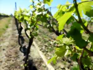 Rando des vignes au Domaine du Berdet