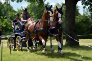 photo Concours d'attelage à l'hippodrome