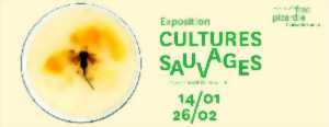 photo Visite inclusive en LSF : “Cultures sauvages