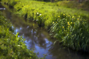 photo Milieux humides en Gascogne : paysages, flore, faune