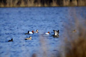 photo Observation des oiseaux hivernants