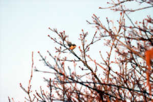 photo A la découverte des oiseaux de nos villages