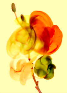 photo Atelier créatif en famille C'est chou