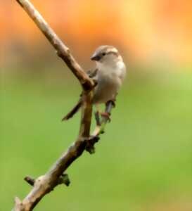 photo Sortie : Nos voisins les oiseaux