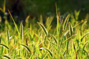 photo Sortie nature : Plumes, bec : qui suis-je ?