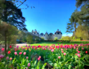 Jardins des Tulipes du château de Cheverny