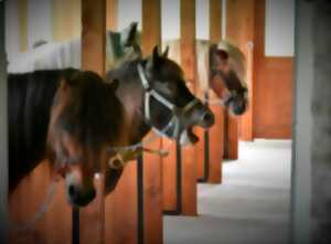 photo les P'tits cavaliers - Stage de poneys vacances Toussaint