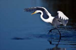 photo Les oiseaux de l'Évêché