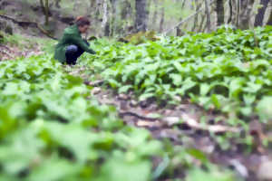 photo Découvrir les plantes médicinales de la forêt  d'Arcachon