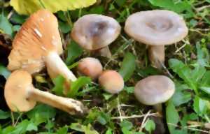 photo CONFERENCE - CHAMPIGNONS CONNUS ET INATTENDUS