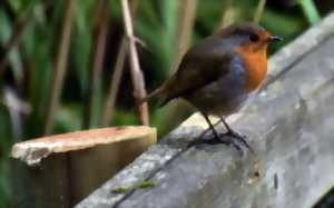 photo Comptage national hivernal des oiseaux des jardins - LPO