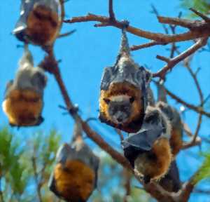 photo L'hibernation des chauves souris - LPO