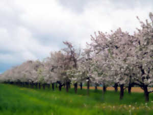 photo Plantation participative d'arbres d'alignement