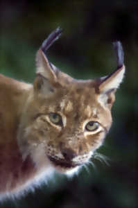 photo Séance du film LYNX