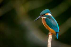 Samedi comptage à Terres d'Oiseaux