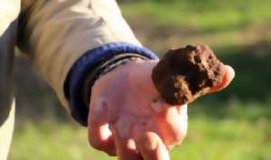 photo Découverte de la truffe noire du Berry