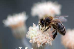 photo ATELIER CRÉATIF SUR LE THÈME DE L'ABEILLE