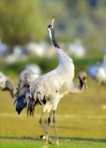 photo Petit déj' ornitho