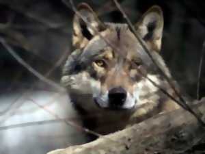 photo Le retour du loup en Alsace