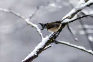 photo Observation des oiseaux en saison hivernale