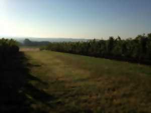 photo Atelier : entretenir sa vigne au Château Haut Pradot