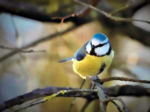 photo A la découverte des oiseaux et papillons de nos campagnes