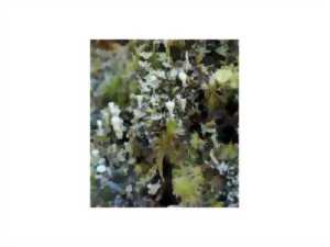 photo Balade à Sadirac : « Fougères, mousses et lichens »