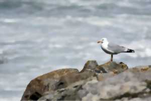 photo Sortie nature. Observons les oiseaux et autres curiosités naturalistes