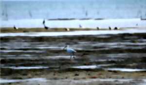 photo Sortie nature. Observons les oiseaux et autres curiosités naturalistes