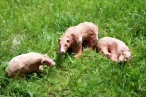 photo Modelage 'Les Z'animaux changent d'échelle !'