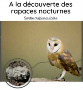 A la découverte des rapaces nocturnes (sur réservation)