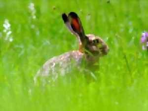 photo Sur les traces du lapin de garenne et du lièvre d'Europe