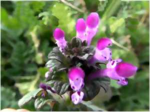 photo ATELIER SCIENTIFIQUE EN FAMILLE - PLANTES SAUVAGES UTILES