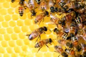 photo Base de l'apiculture