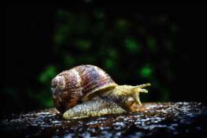 photo Animation - Opération escargot