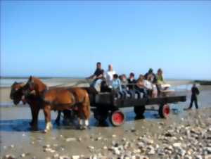 photo Les parcs à huîtres de la baie des Veys au rythme des chevaux