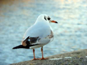 photo Conférence « les oiseaux des falaises »