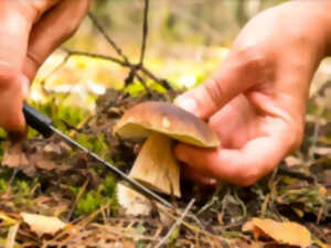 Découvrir et reconnaître les champignons