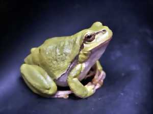 photo Animation / Balade - Ca grouille de grenouille