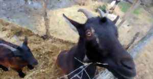 photo A la découverte d'une ferme pédagogique