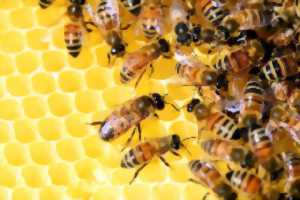 photo Terre en Vert et Happy Cultors : à la rencontre des abeilles au naturel