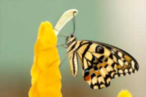photo Animation - Des papillons et des fleurs