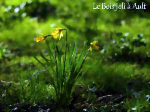 photo Le Bois Joli : Jonquilles et fleurs de printemps