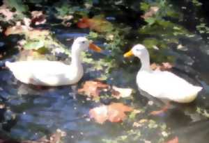 photo Observation des oiseaux