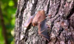 Les chauves-souris de la forêt de Retz