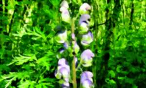 La flore des sous bois